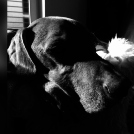 Max, you may go hunting on the big green meadow with my dogs, where nothing more hurts and the horns after the hunt sound